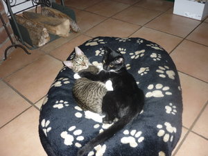 Linus Spezial 010.jpg