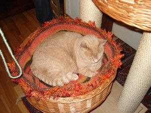kittybed 004.jpg