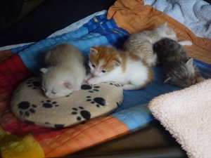 Kitten 31.08.14  20 Tage 009.jpg