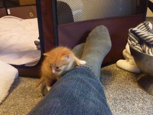 Kitten 31.08.14  20 Tage 002.jpg