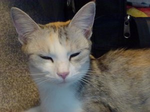 Kitten 31.08.14  20 Tage 005.jpg