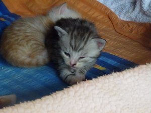 Kitten 31.08.14  20 Tage 012.jpg