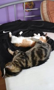 Wittchen und Räuber.jpg