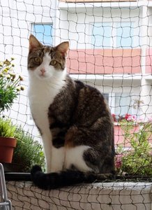 DSC01191 (464x640).jpg