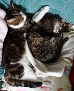 DSC01471 (519x640).jpg