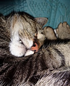 DSC01472 (523x640).jpg