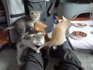 katzen und kitten 14.09.14 025.jpg