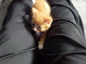 katzen und kitten 14.09.14 027.jpg