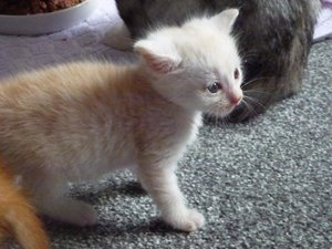 katzen und kitten 14.09.14 008.jpg