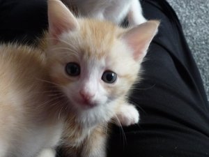 katzen und kitten 14.09.14 013.jpg