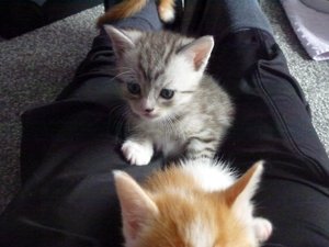 katzen und kitten 14.09.14 012.jpg