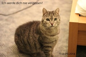 IMG_0774 - Kopie.JPG