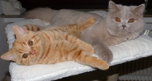 Quincy und Reddi.JPG