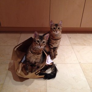 Schams und Ghamar.jpg