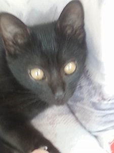 Größenänderung kuckuck.jpg