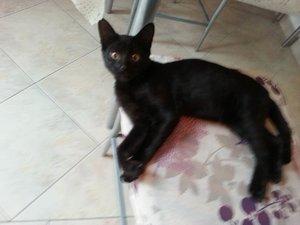 Größenänderung Black Beauty.jpg