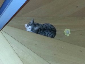 Größenänderung Minous erster Abend 1.jpg