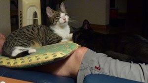 Minou und Mausi am chillen.jpg