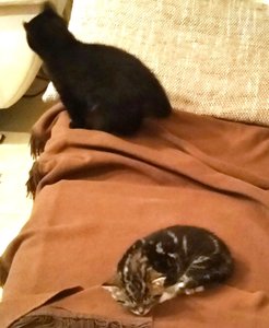 Vicky und Shadow.jpg