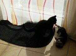 Vicky und Shadow 1.jpg