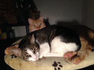 2014-10-09 18.58.16.jpg