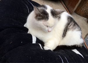 ImageUploadedByTapatalk1413277529.722696.jpg ImageUploadedByTapatalk1413277529.722696.jpg