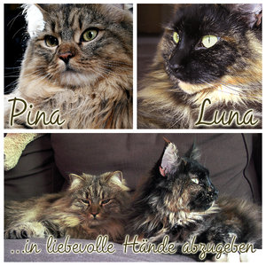 pina&luna_abzugeben.jpg