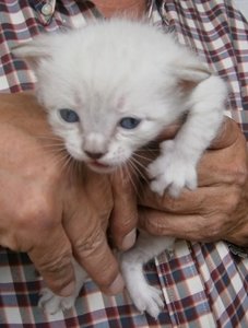 Mateo (Maggie' kitty)-02.jpeg