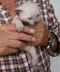 Melba (Maggie' kittey)-01.jpeg