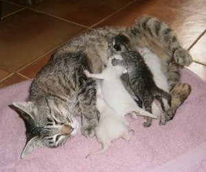 Maggie, Melba, Melia, Melita, Mateo-07.jpeg