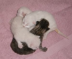 Maggie' kitten=Melba, Melia, Melita, Mateo-02.jpeg