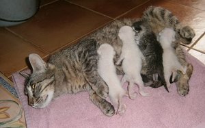 Maggie, Melba, Melia, Melita, Mateo-08.jpeg