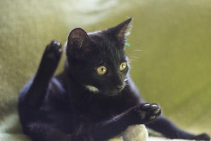 mahala09.jpg mahala09.jpg