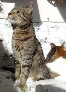 DSC03671 (461x640).jpg