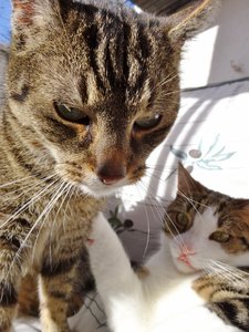 DSC03685 (478x640).jpg