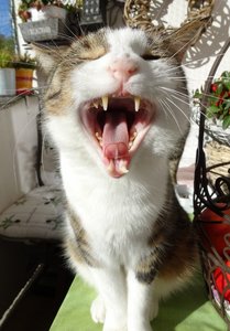 DSC03740 (444x640).jpg