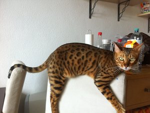 2014-04-14 13.56.34 Sunny + Joey.jpg