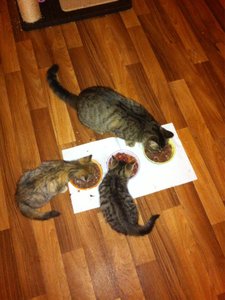 ImageUploadedByTapatalk1415378255.885038.jpg ImageUploadedByTapatalk1415378255.885038.jpg