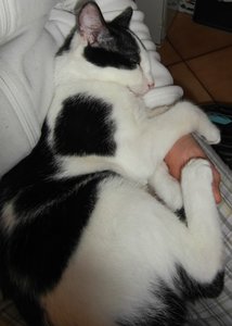 SAM_3633 (570x800).jpg