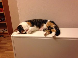 Sheila05.jpg Sheila05.jpg