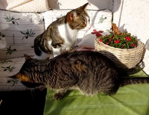 DSC04174 (640x493).jpg