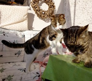 DSC04176 (640x568).jpg