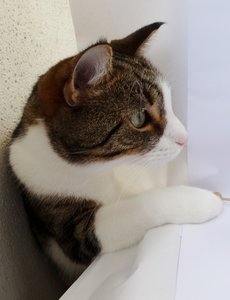 DSC04279 (489x640).jpg