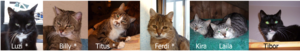 MeineKatzen.png