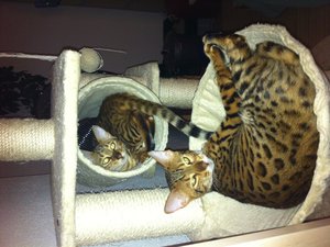 2013-01-13 18.57.08 Sunny + Joey.jpg