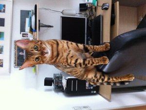 2013-04-12 15.47.56 Sunny + Joey.jpg