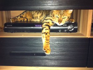 2013-11-09 17.11.23 Sunny + Joey.jpg