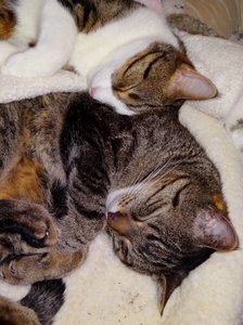 DSC04341 (477x640).jpg