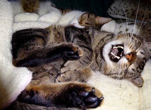 DSC04343 (640x463).jpg