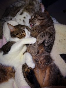 DSC04352 (480x640).jpg